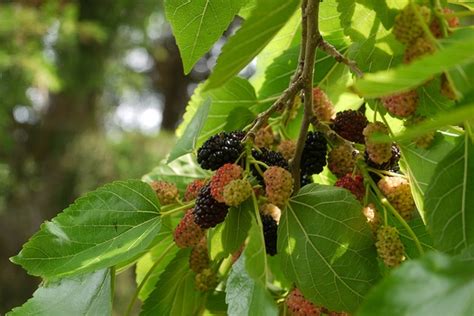 mulberry tree nc